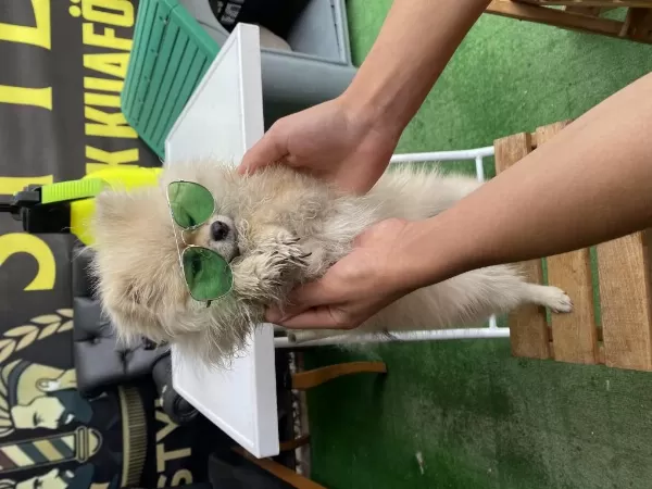 10 Aylık Dişi 2 Kg Pomeranian