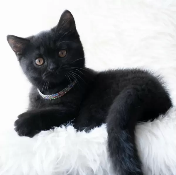 Simsiyah Kadife Yavru Kedimiz Puma Teslime Hazir