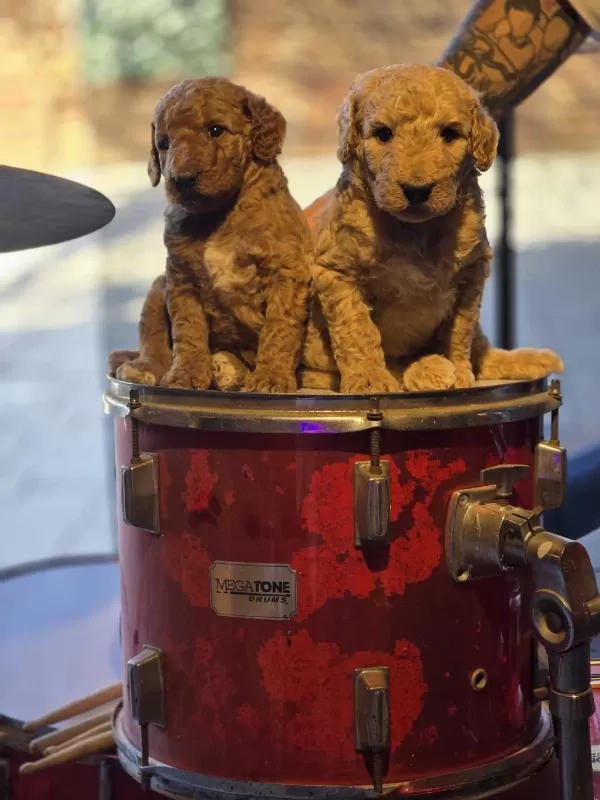 Burkem Ailesinden Özel Seri Dev Poodle Yavruları