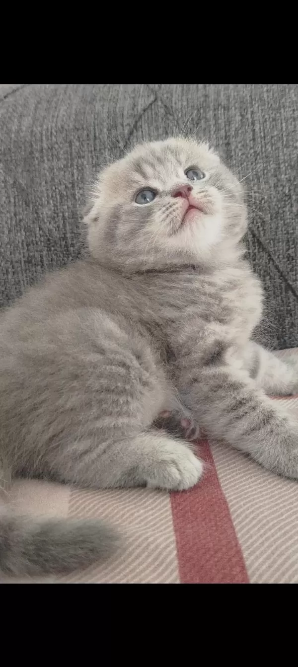 Top Kafa Ayı Surat Scottish Fold Yavrularımız