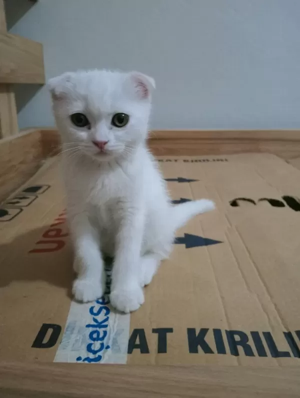Top Kafa Ayı Surat Scottish Fold Yavrularımız