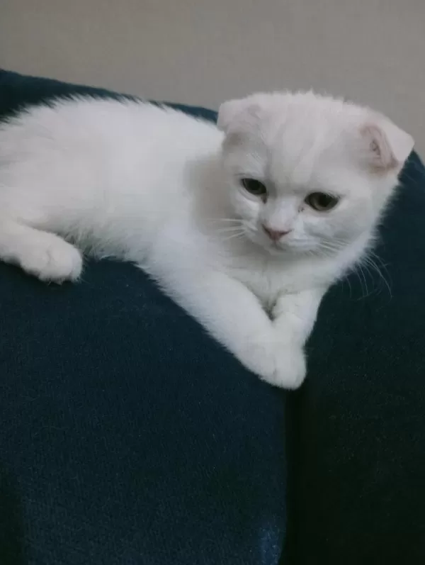 Top Kafa Ayı Surat Scottish Fold Yavrularımız