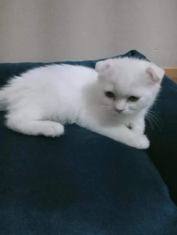 Top Kafa Ayı Surat Scottish Fold Yavrularımız