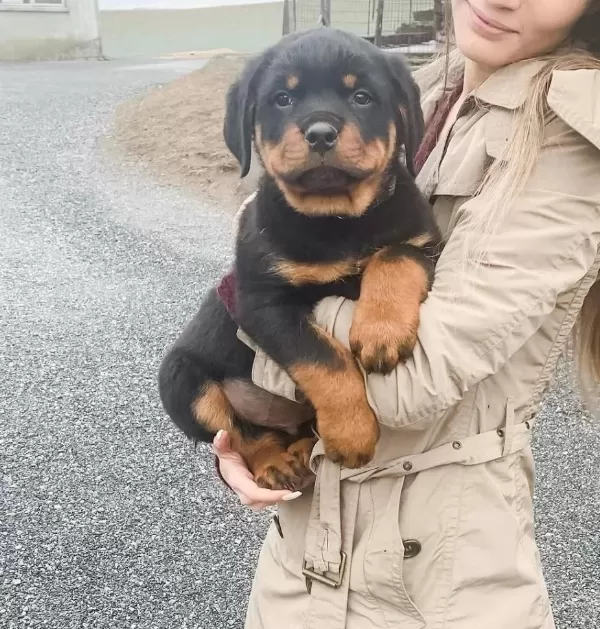 Can Dostunuz Rottweiler Kapıda Ödeme Mevcuttur