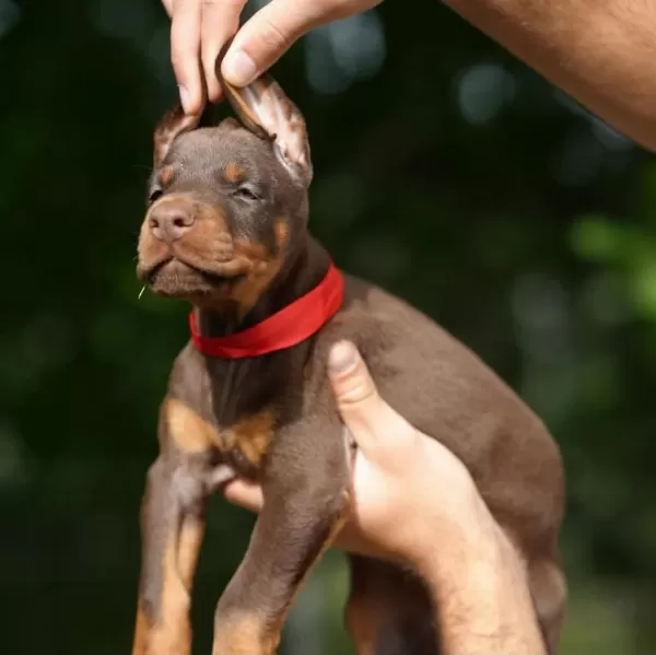 Can Dostunuz Doberman Kapıda Ödeme Mevcuttur