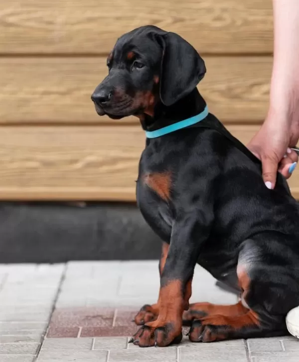 Can Dostunuz Doberman Kapıda Ödeme Mevcuttur