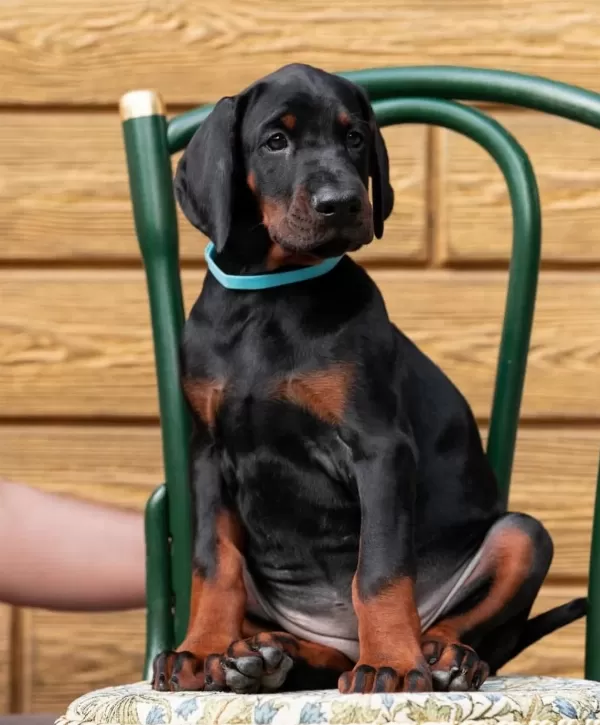 Can Dostunuz Doberman Kapıda Ödeme Mevcuttur