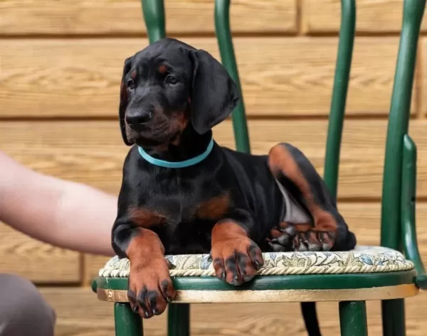 Can Dostunuz Doberman Kapıda Ödeme Mevcuttur