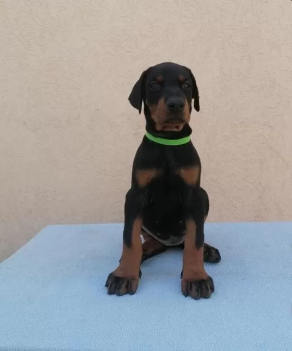 Can Dostunuz Doberman Kapıda Ödeme Mevcuttur
