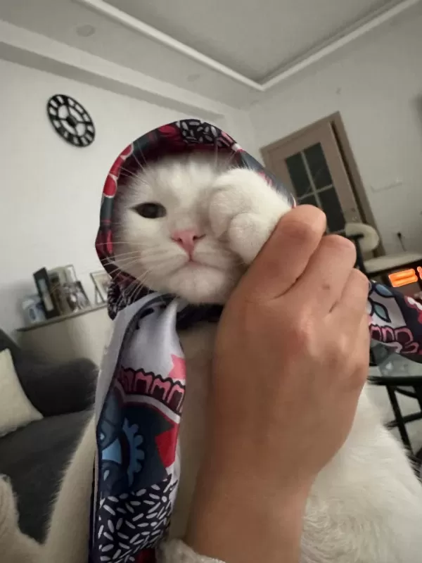 Erkek Kedimiz Sahiplendirilecektir