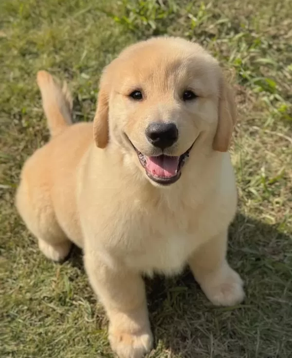 Can Dostunuz Golden Kapıda Ödeme Mevcuttur