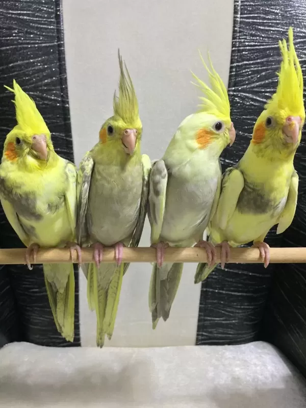 Yeni Yeme Düşen 4 Kardeş Pied Bebekler Evcil Kuşlar