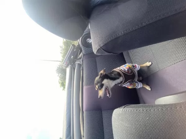 2 Yaşında Pinscher Yuva Arıyor