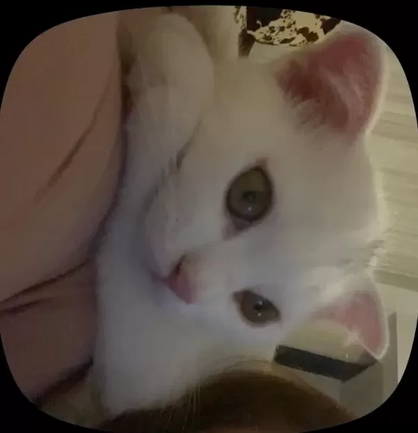 Beyaz Scottish Fold Kedisi