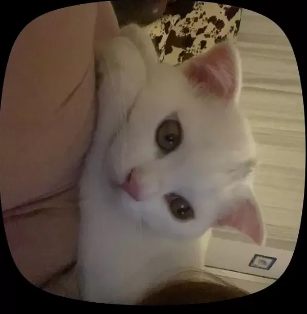 Beyaz Scottish Fold Kedisi