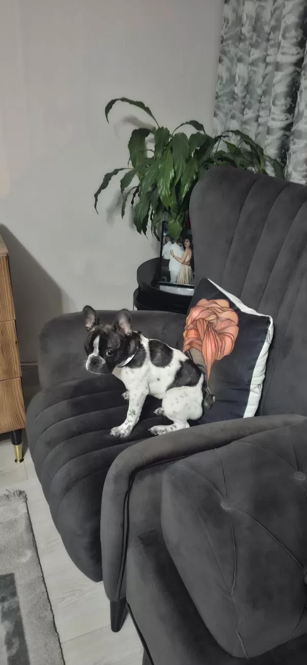 French Bulldog Köpeğimiz 5 Aylık