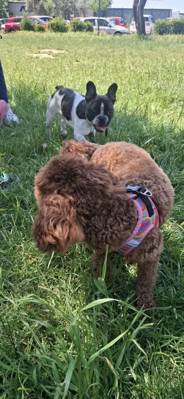 French Bulldog Köpeğimiz 5 Aylık