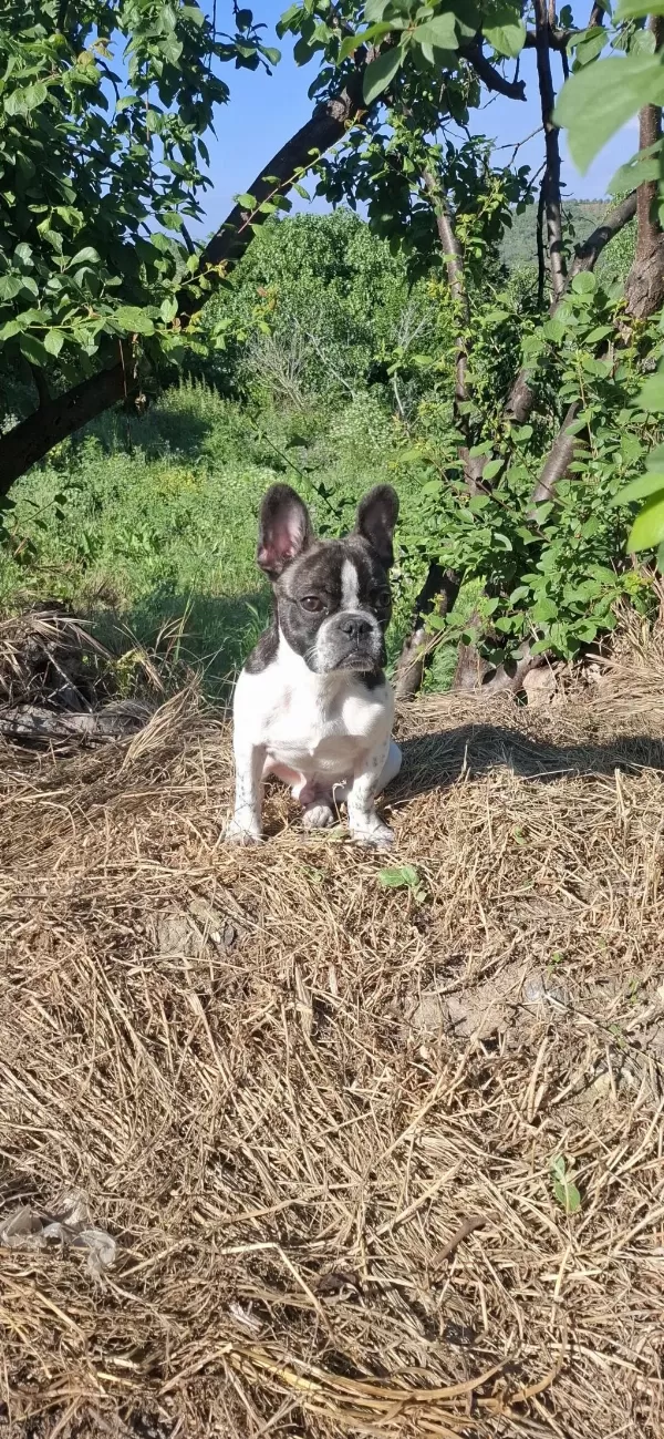 French Bulldog Köpeğimiz 5 Aylık