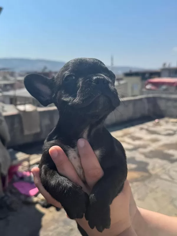 French Bulldog Bebekler
