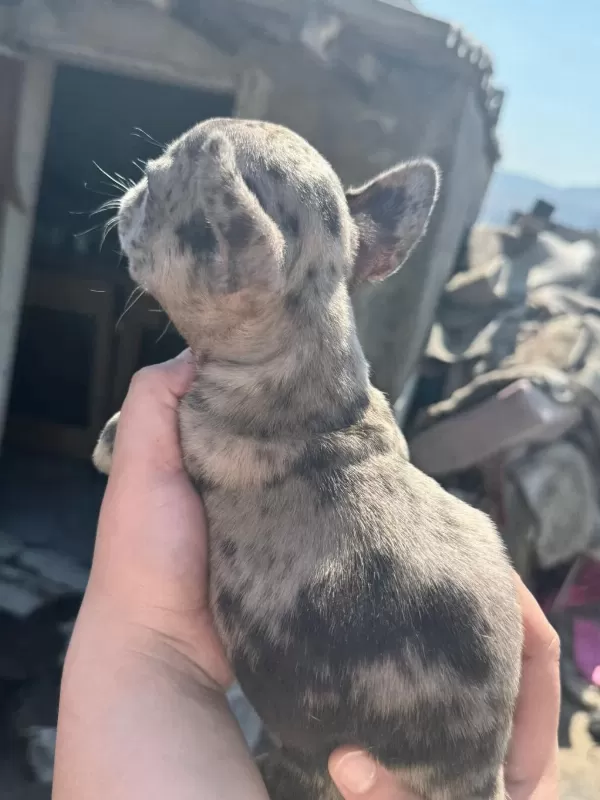 French Bulldog Bebekler