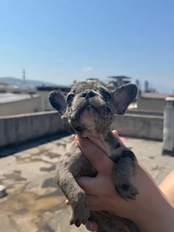 French Bulldog Bebekler