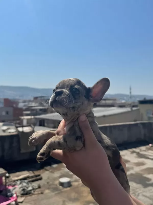 French Bulldog Bebekler