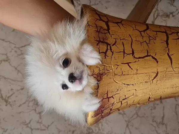 Show Kalite Pomeranian Boo