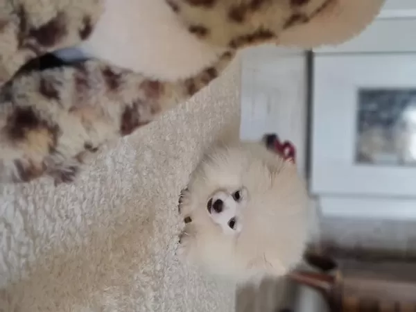 Show Kalite Pomeranian Boo