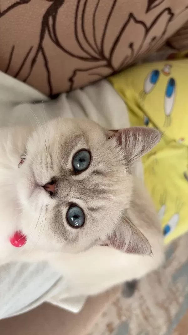 British Shorthair Kedimiz