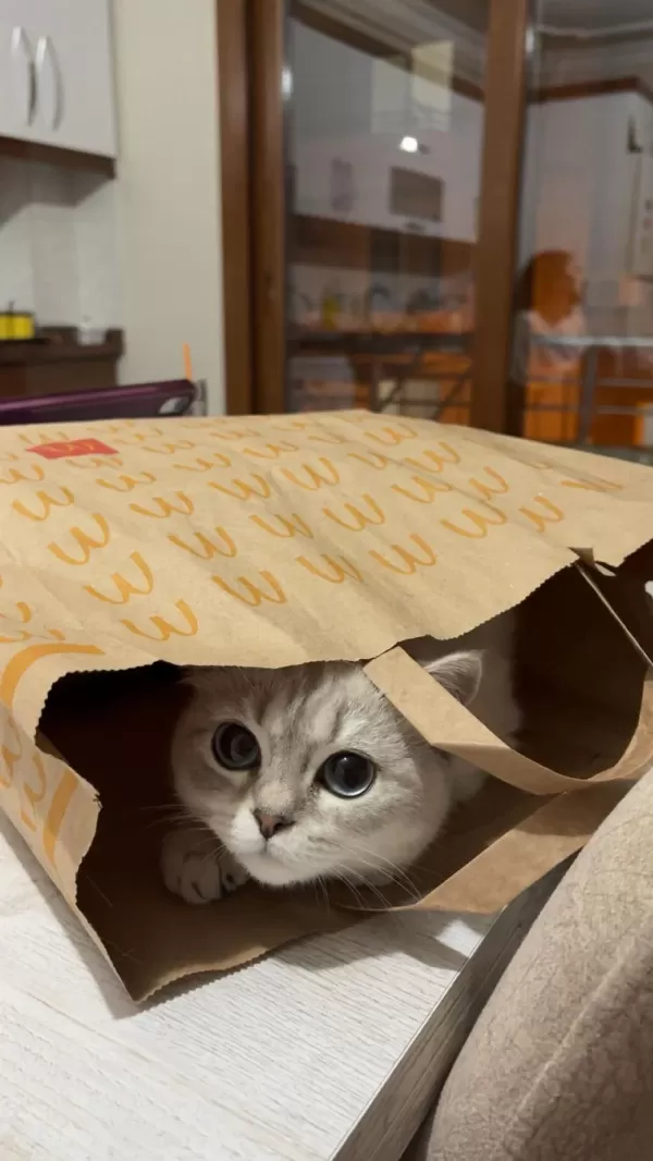 British Shorthair Kedimiz