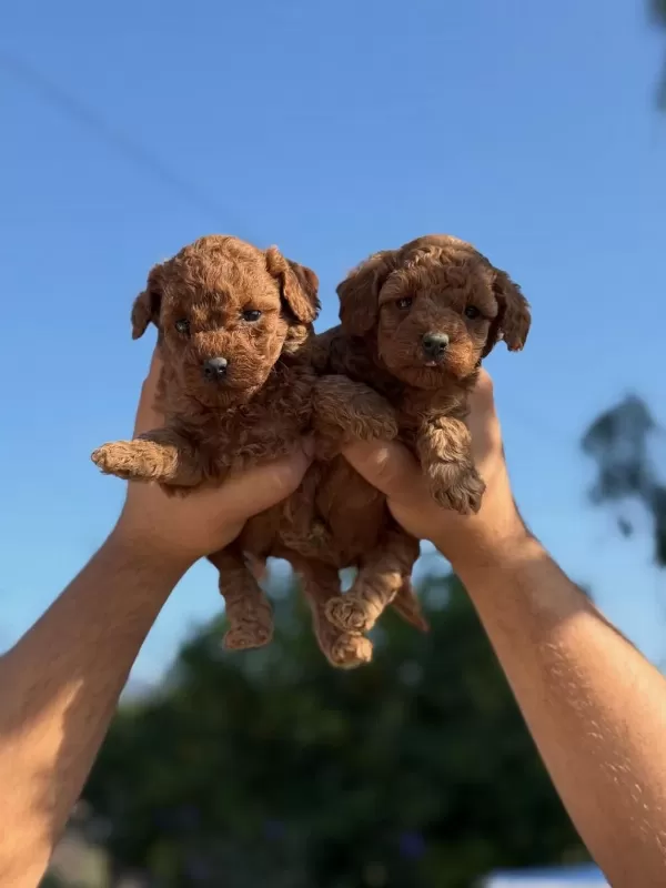 Teacup Aşili Eğiitimli Premium Toy Poodle