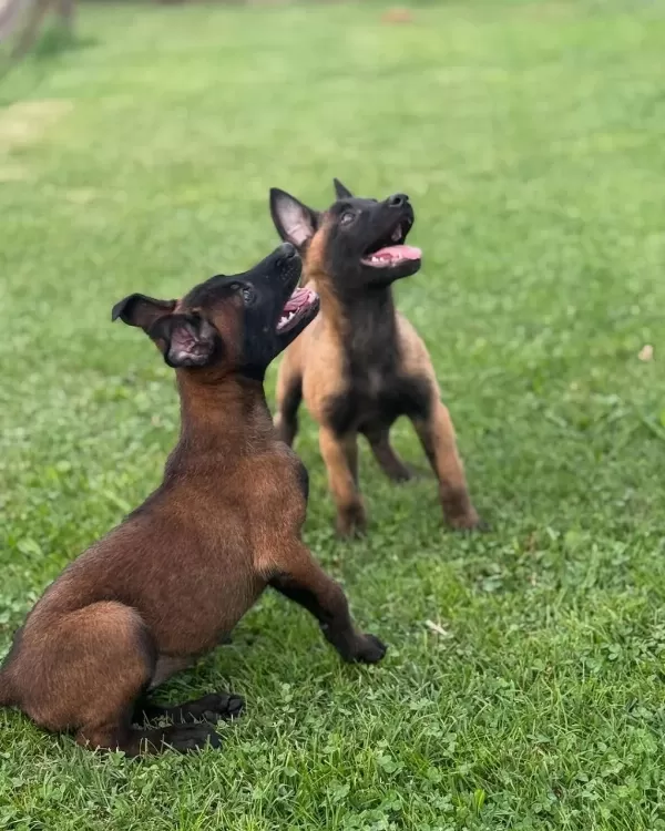 Üst Kalite Elçika Malinois Yavrulari