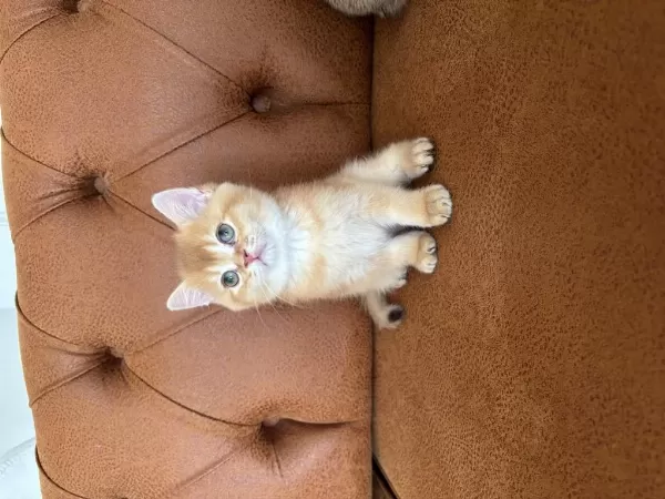 British Golden Bebeklerimiz İrkının En Güzel Örnekleri