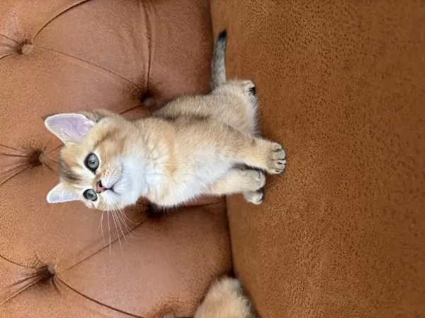 British Golden Bebeklerimiz İrkının En Güzel Örnekleri