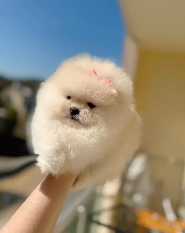 Sifir Burun Ayi Sürat Dişi Pomeranian