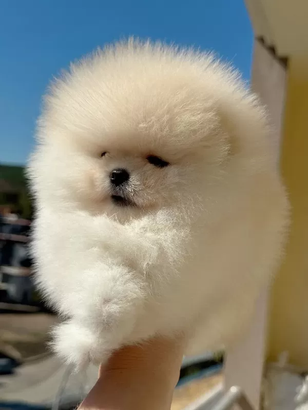 Sifir Burun Ayi Sürat Dişi Pomeranian
