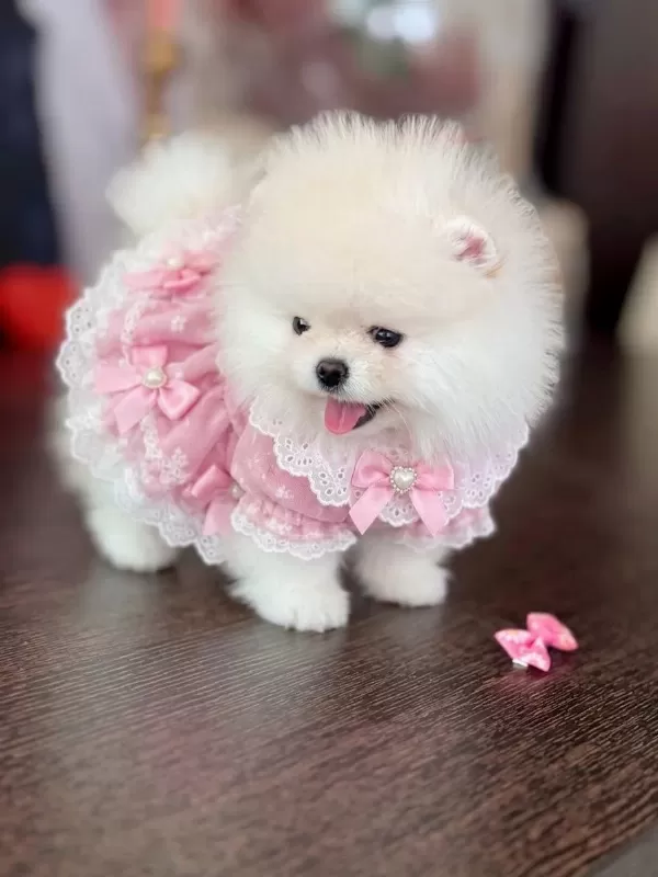 Sifir Burun Ayi Sürat Dişi Pomeranian