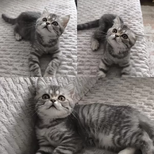 British Shorthair Tabby