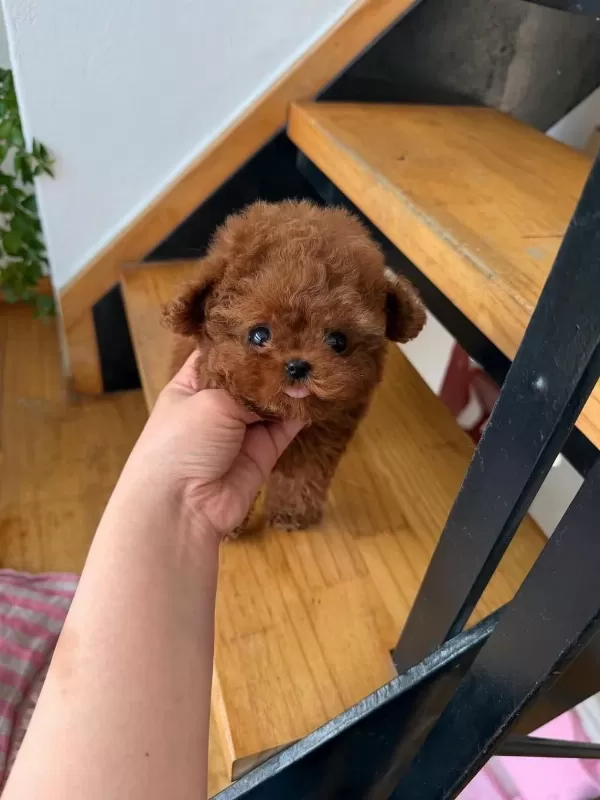 Orjinal Toy Poodle Yavrumuz Mia