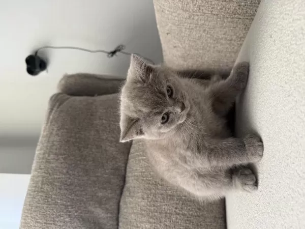 British Shorthair 55 Günlük Erkek