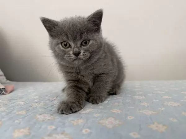 British Shorthair Dişi 55 Günlük
