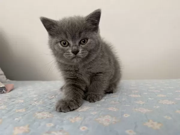 British Shorthair Dişi 55 Günlük