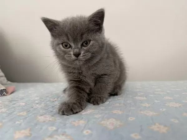British Shorthair Dişi 55 Günlük