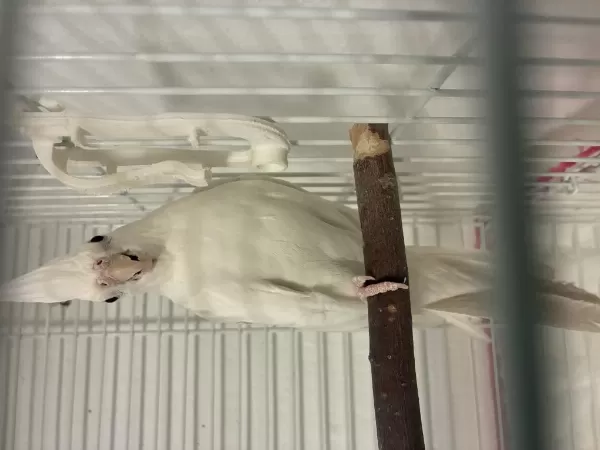Albino Dişi Sultan Papağani