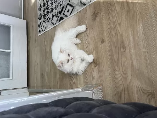 8 Aylık Kedimiz Sahiplendirilecektir