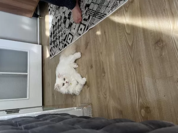 8 Aylık Kedimiz Sahiplendirilecektir