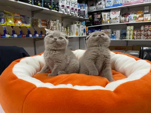 Safkan Biblo Güzelliğinde Scottish Fold