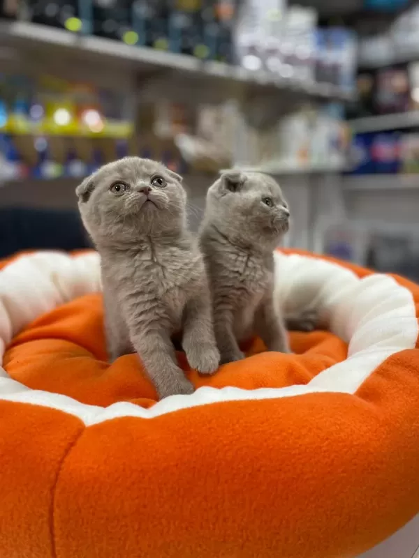 Safkan Biblo Güzelliğinde Scottish Fold