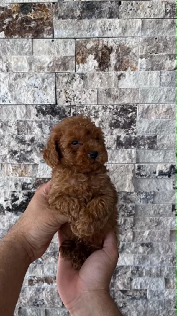Biblo Güzelliğinde Red Brown Teacup Poodle Bebekler
