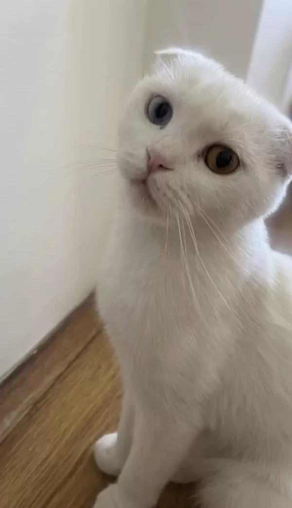 Scottish Fold Ve Van Kedisi Kirmasi